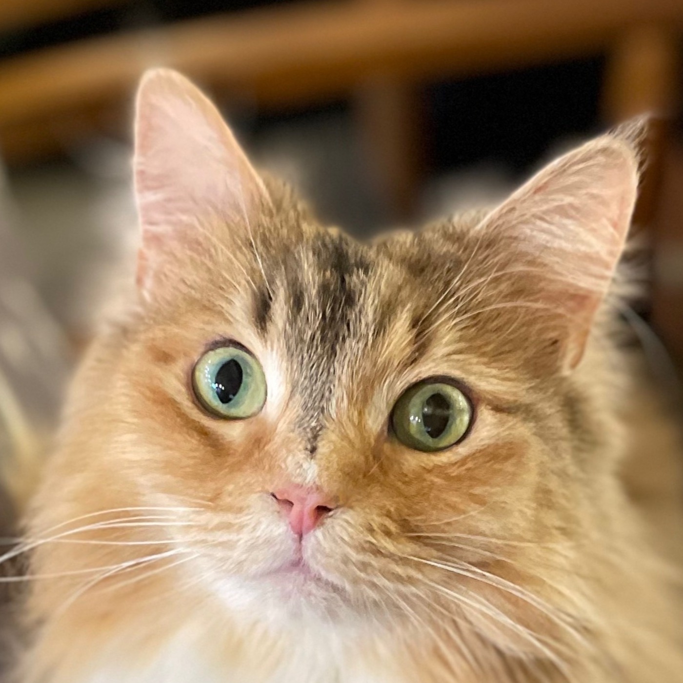 モカラウンジ池袋東口店 かりん